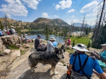 Three-Divide-Lakes-Wolf-at-Lunch-Stop-1